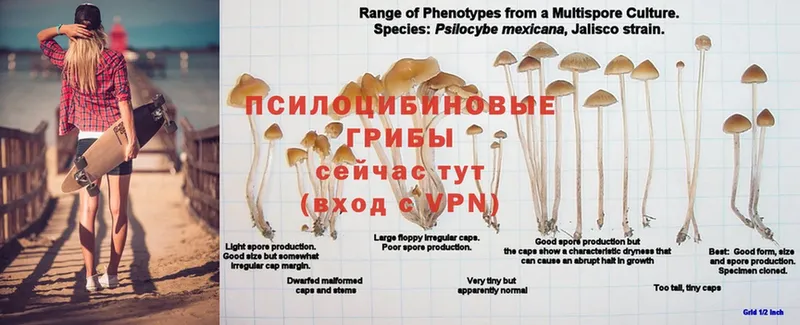 Псилоцибиновые грибы мицелий  Ульяновск 